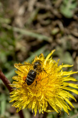 A bee perched on a yellow flower. Pompom flower.