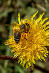 A bee perched on a yellow flower. Pompom flower.