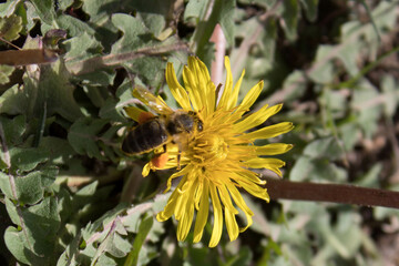 A bee perched on a yellow flower. Pompom flower.