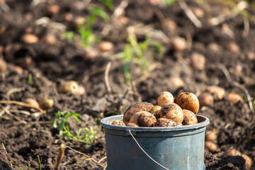 harvesting potatoes. Good potato harvest.