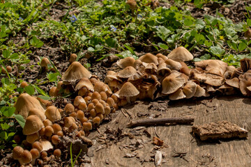 Mushrooms sprouting next to a stump cut in a park