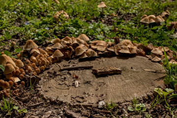 Mushrooms sprouting next to a stump cut in a park