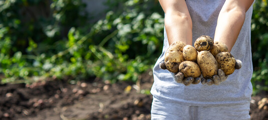 harvesting potatoes. Good potato harvest.