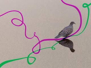 鳩と二色の曲線の抽象イメージ
