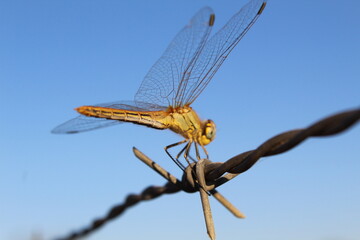dragonfly perched on a wire of thorns. free, flight, grille