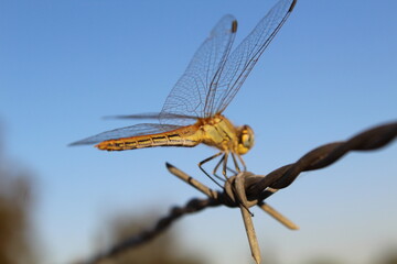 dragonfly perched on a wire of thorns. free, flight, grille