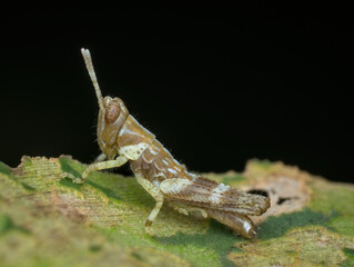 grasshopper nimfa perched on the leaf - obrazy, fototapety, plakaty