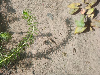 The water is so clear that you can see the fish.