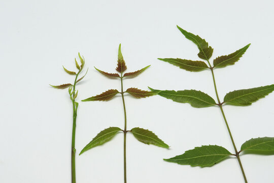 neem leaf Spruce leaf. with white background