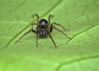 black spider on the green leaf