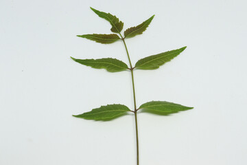 neem leaf Spruce leaf. with white background