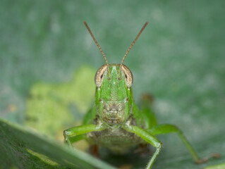 close up face of grasshopper on the leaf