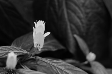 beautiful flower in black and white grayscale