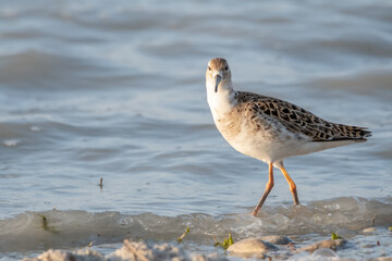 bird, möve, natur, wasser, tier, meer, beach, wild lebende tiere, 