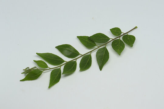 curry leaf front side view. with white backround