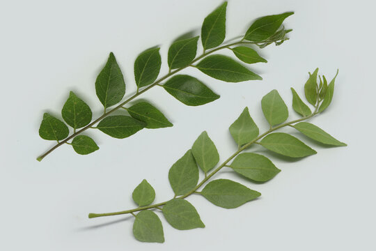 curry leaf front and backside view. with white backround