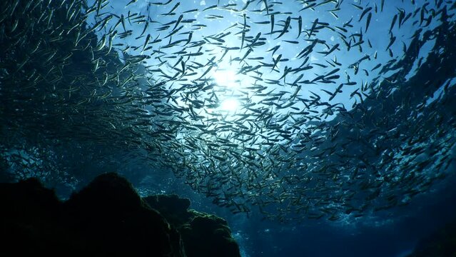 silversides hiding behind secret rocks  under sun shine and beams underwater silverside fish school wavy sea protection ocean scenery behaviour backgrounds
