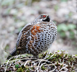 Hazel grouse in a nesting area in a mixed forest