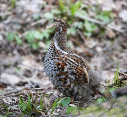 Hazel grouse in a nesting area in a mixed forest