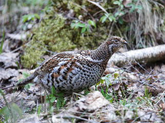 Hazel grouse in a nesting area in a mixed forest