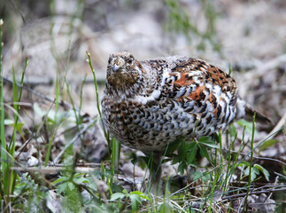 Hazel grouse in a nesting area in a mixed forest