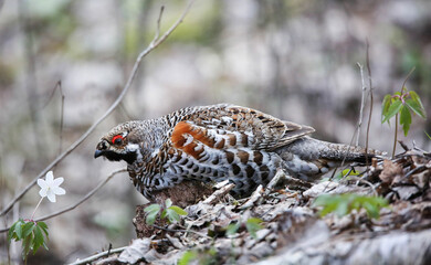 Hazel grouse in a nesting area in a mixed forest