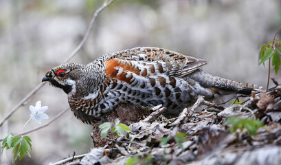 Hazel grouse in a nesting area in a mixed forest