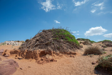 Psammophile plant communities in the municipality Es Mercadal, Menorca, Balearic Islands, Spain