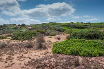 Photo sur Plexiglas Cala Pregonda, île de Minorque, Espagne Arbustes méditerranéens à côté de Cala Pregonda, dans la municipalité Es Mercadal, Minorque, Iles Baléares, Espagne
