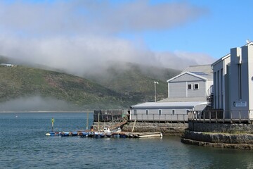 Big red Protea flowers