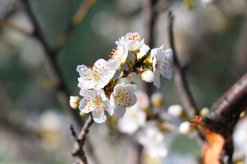 Spring blossoms on the tree. Selective focus.