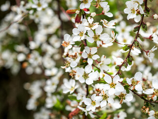 Close-up of branches with small white flowers. Lots of small white flowers. Cherry blossom, apple blossom. Desktop wallpaper. Spring. Horizontal