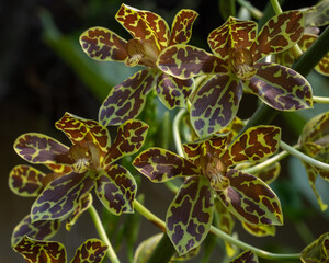 Closeup view of the spectacular mahogany brown and yellow green flowers of epiphytic orchid species grammatophyllum scriptum in tropical garden outdoors against natural background