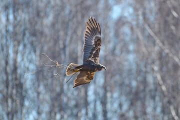 Female western marsh harrier flying in the birch tree forest and carrying nest material on spring morning in Western Finland.