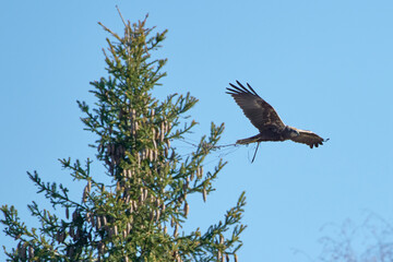Female western marsh harrier flying on front of a spruce tree with cones and carrying nest material on in Western Finland.