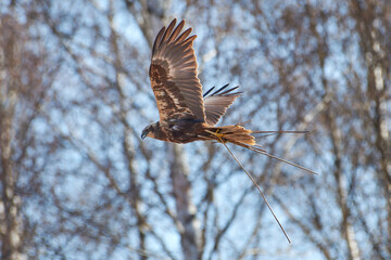 Female western marsh harrier flying in the birch tree forest and carrying reeds for the nest on spring morning in Western Finland.