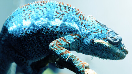A closeup shot of a chameleon on a plant © Cala Serrano