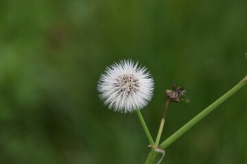dandelion in the grass