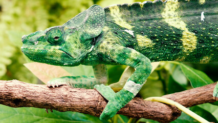 Chameleon on a branch © Cala Serrano