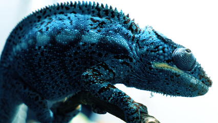 A closeup shot of a chameleon on a plant © Cala Serrano