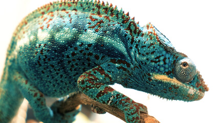 Fototapeta premium Endangered chameleon on a branch shows off its spectacular electric blue camouflage color.