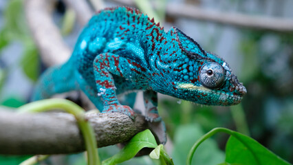 Endangered chameleon on a branch shows off its spectacular electric blue camouflage color.