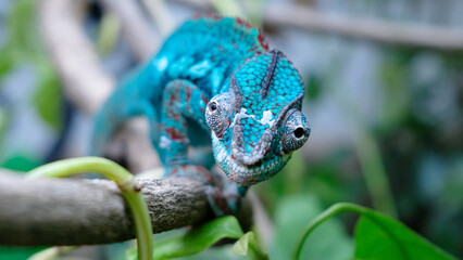 A closeup shot of a chameleon on a plant © Cala Serrano