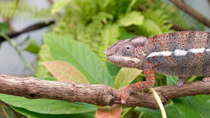 Chameleon on a branch © Cala Serrano