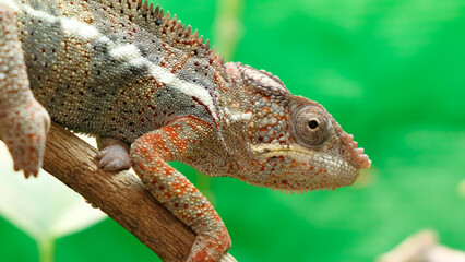 Chameleon on a branch