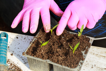 A woman in pink mittens transplants a small pepper seedling into a plastic cassette. Pepper has two pairs of leaves.