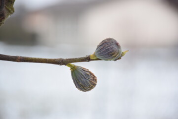 Figues