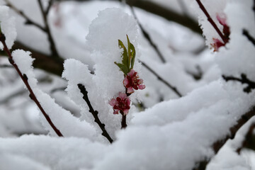 snow covered blossom of a peach tree in spring