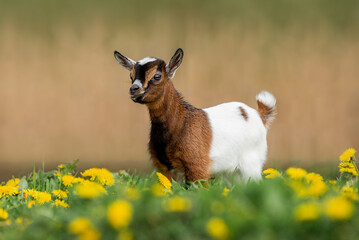 Little lovely baby goat in summer. Farm animals.	