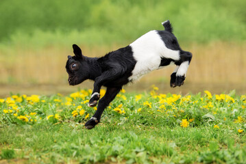 Fototapeta na wymiar Little funny baby goat jumping in the field with flowers. Farm animals.